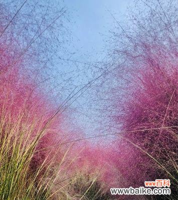 一朵娇小花朵的多重寓意 粉黛乱子草的花语——展现纯真与快乐