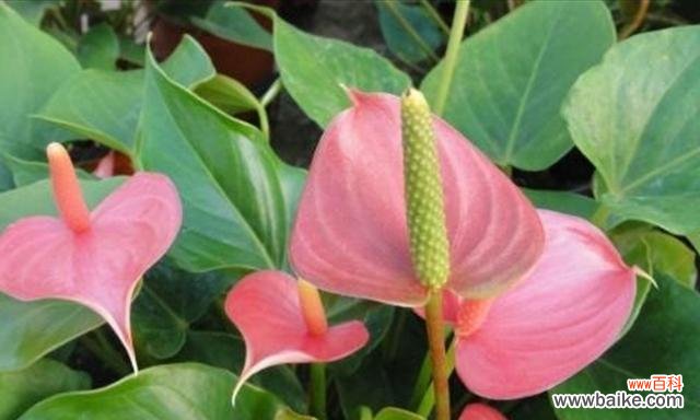 探秘粉掌的意义与象征 《以粉掌的花语》