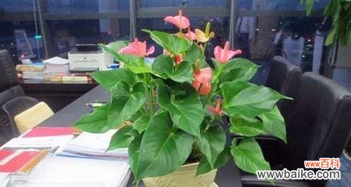 探秘粉掌的意义与象征 《以粉掌的花语》