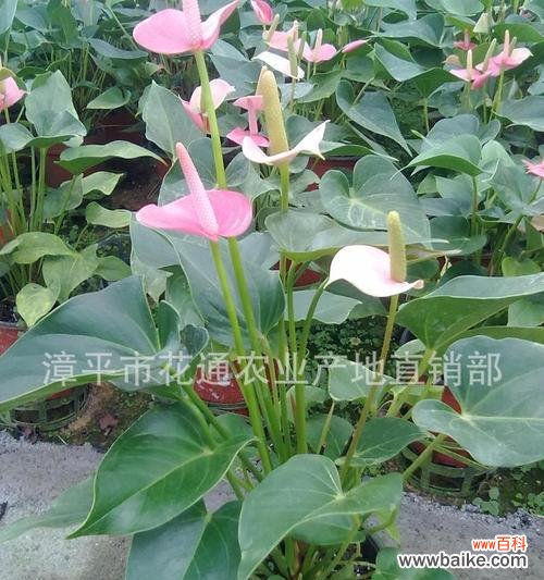 探秘粉掌的意义与象征 《以粉掌的花语》