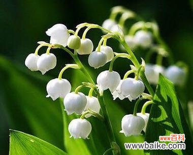 探索风铃花的花语之美 风铃花的花语及寓意