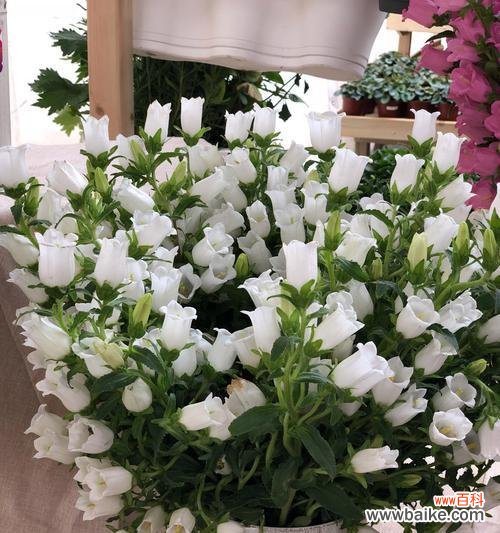 风铃草的传说与花语魅力解析 风铃草