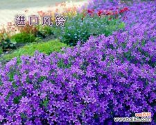 从紫色风铃草的花语中感受生命的美好 紫色风铃草的花语