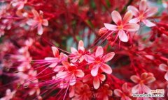 探寻枫叶的花语及其与人生的启示 枫叶的花语之美——赞颂自然之美的枫叶