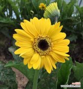 探寻扶郎花的背后含义，了解其美丽与神奇 扶郎花的花语与意义