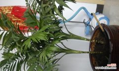 椰子带来的福祉与繁荣 富贵椰子的象征意义与价值