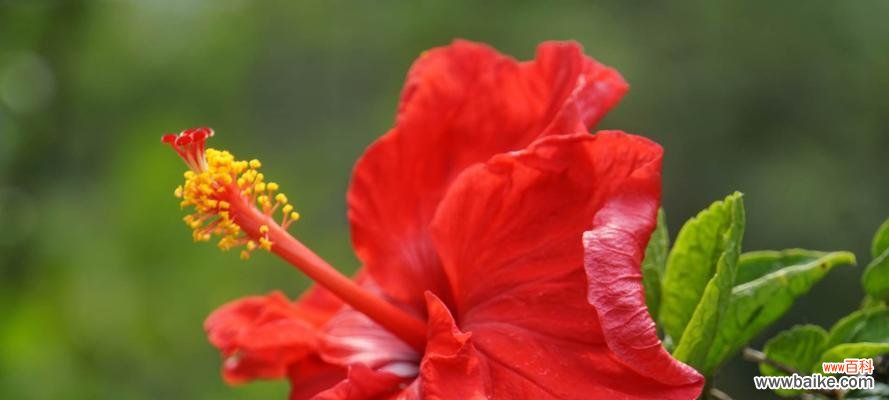 以扶桑花的花语为窗口,探索花语的文化内涵 扶桑花的花语及其意义