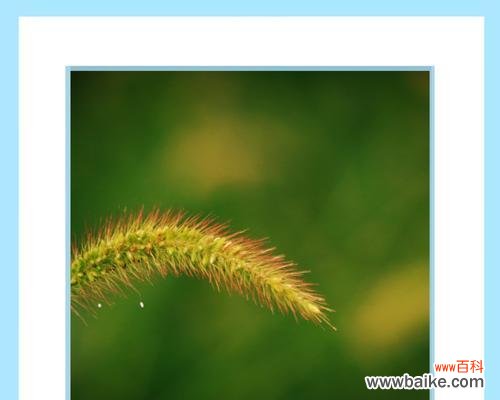 揭示狗尾草的花语及其深层含义 探索狗尾草的花语之美