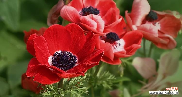 秋牡丹的美丽和深远意义 秋牡丹花语-传递感恩与希望