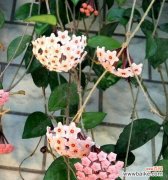 以球兰花的深情表达和美丽诠释 以球兰之花语