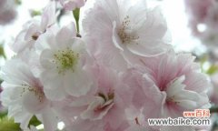 探究樱花的象征意义及其文化影响 樱花的寓意与美丽