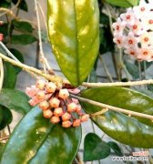 探索花卉语言中的奇妙世界 以球兰花语的魅力与寓意