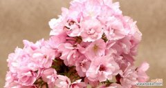 揭示樱花的文化与象征 日本樱花