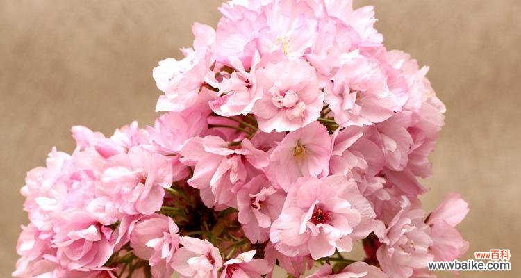 揭示樱花的文化与象征 日本樱花