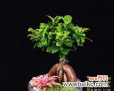 以榕树盆景的养护技巧与寓意 以榕树盆景怎么养寓意最好