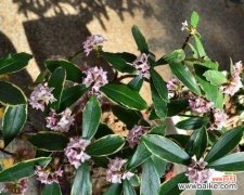 传递爱与美的瑞香花 瑞香花语之美——寓意与象征的花园