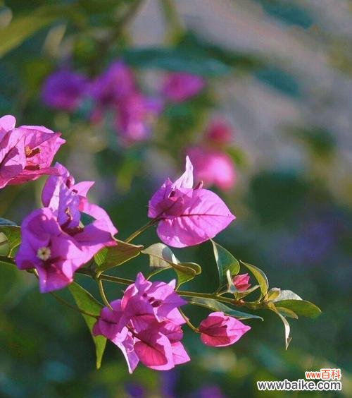 探秘三角梅花的寓意与象征 三角梅花语的深意