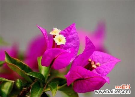 解读三角梅花语的神秘之美 三角梅花语的意义与象征