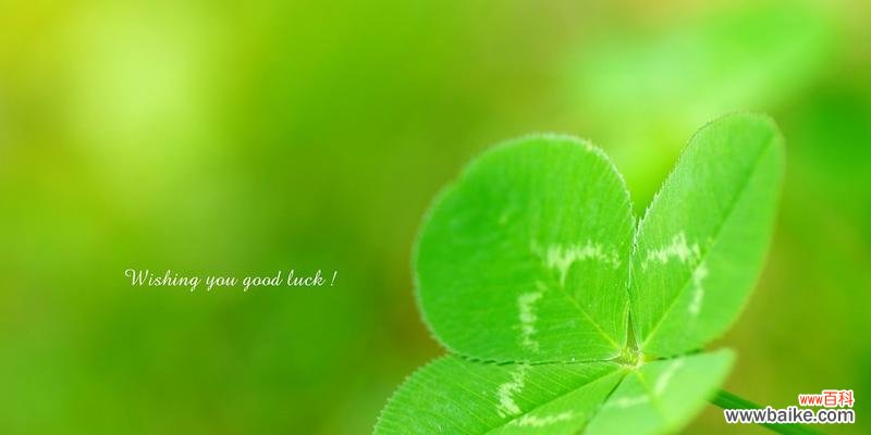 唤醒心灵的花朵语言 三轮草花语传递着自然与美的力量