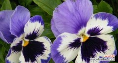 探索三色堇的各种花语 三色堇的花语与寓意