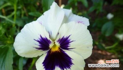 绽放着希望和爱的小花 《三色堇的花语与传说》