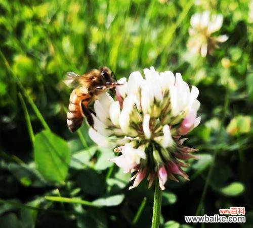 寻找幸运的叶片在生活中四叶草意味着什么 三叶草的花语与意义