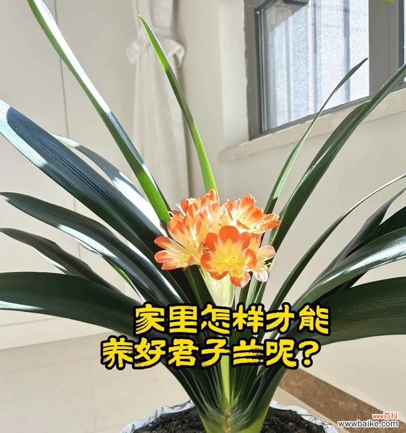 君子兰简花语代表什么?如何培育?
