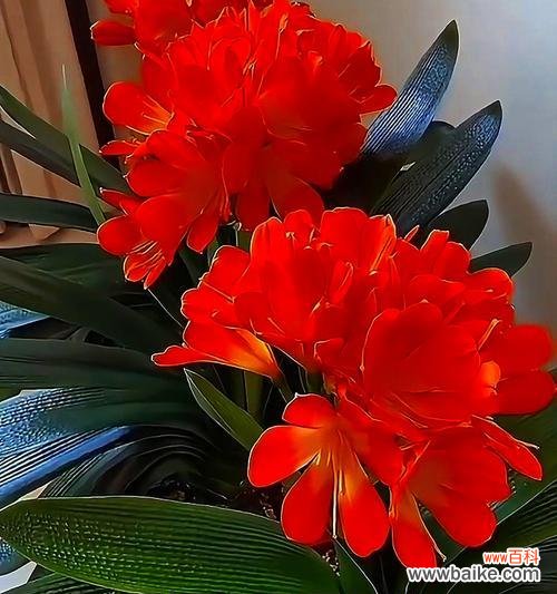 君子兰简花语代表什么?如何培育?