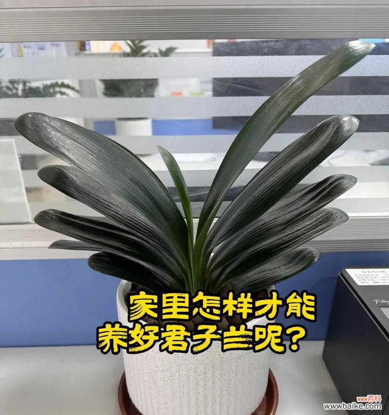 君子兰简花语代表什么?如何培育?