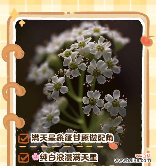 满天星花语有哪些含义?如何表达爱意?