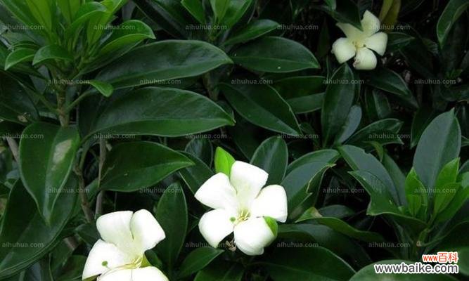 华灰莉木花语代表了什么?