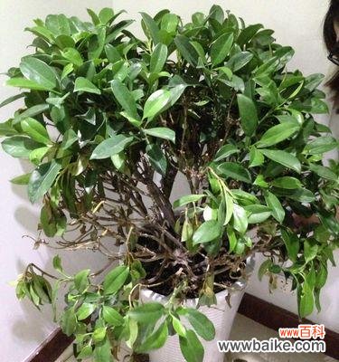 华灰莉木花语代表了什么?