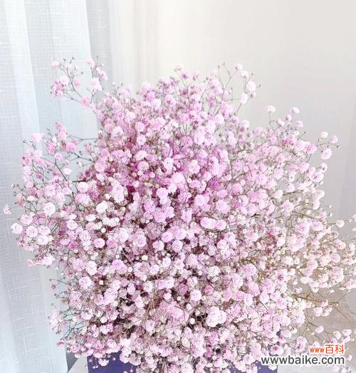 满天星花语月是什么意思？如何正确理解？