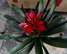 命运如春风，幸福自然来 鸿运当头——喜迎好运的寓意