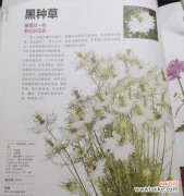 探索黑种草的花语，了解其传递的情感与心意 黑种草的花语——寓意与象征