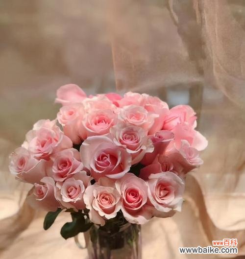 99朵红玫瑰的花语