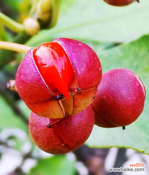 鲜艳红豆,情意绵绵 红豆花语