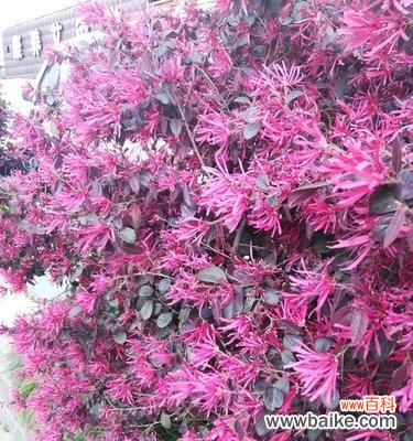 揭示红花继木的文化内涵与象征力量 红花继木的寓意及象征意义