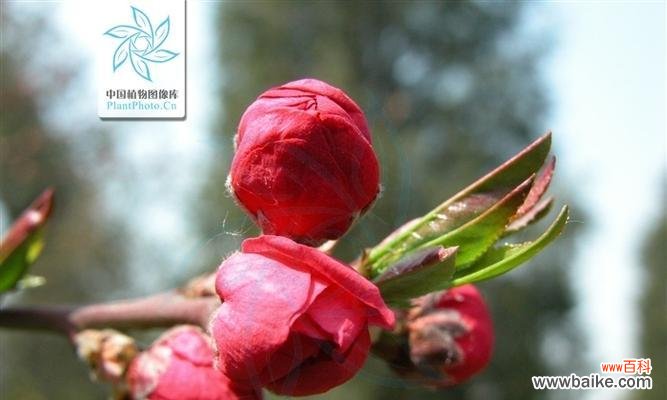 一课春天的启示,用心感悟花开的真谛 红叶碧桃的花语