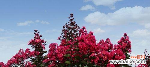 坚韧不拔,热情奔放——红色紫薇花的含义和象征意义 红色紫薇花语——传递坚强和热爱的信念