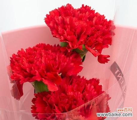 探寻红色康乃馨的花语与象征意义 红色康乃馨的花语——爱情与热情的象征