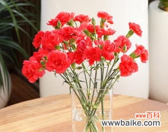 探寻红色康乃馨的花语与象征意义 红色康乃馨的花语——爱情与热情的象征