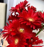 探寻红色扶郎的浪漫与热情 红色扶郎花语及其象征意义