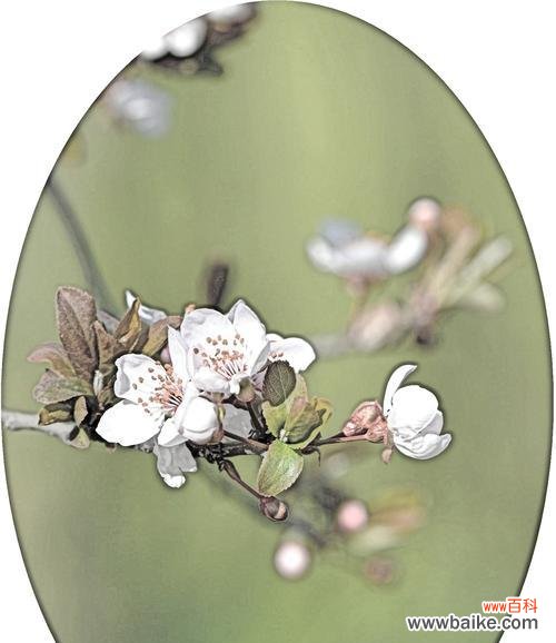 红叶李,寓意与情感相连,传递美好的祝福 红叶李的花语——传递爱与美的使者