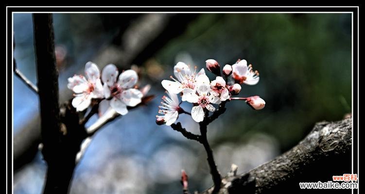 红叶李,寓意与情感相连,传递美好的祝福 红叶李的花语——传递爱与美的使者