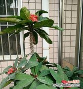 虎刺梅花的寓意与象征 以虎刺梅花