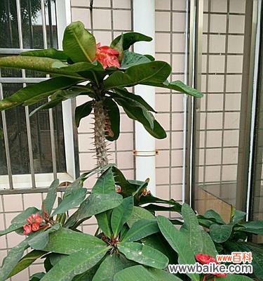 虎刺梅花的寓意与象征 以虎刺梅花