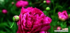 芍药花语揭示的人生智慧和情感寓意 芍药花语
