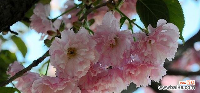 探索山樱花的花语 以山樱花的花语为主题的文章