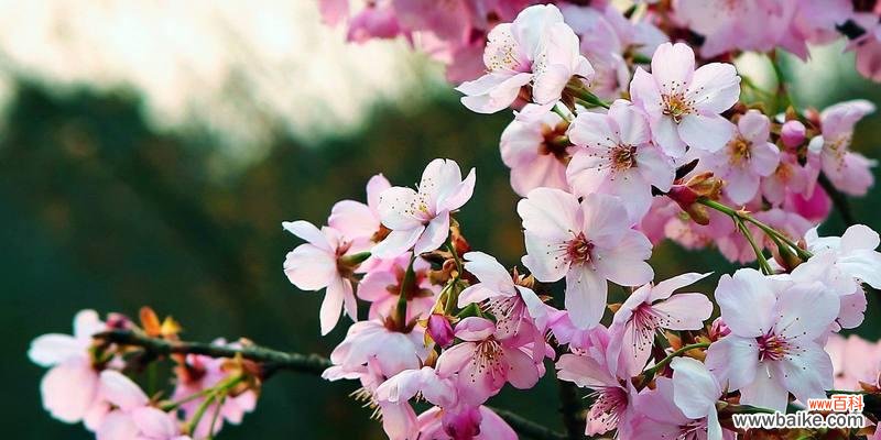 探秘山樱花与西洋樱花的寓意与象征 山樱花与西洋樱花的花语对比